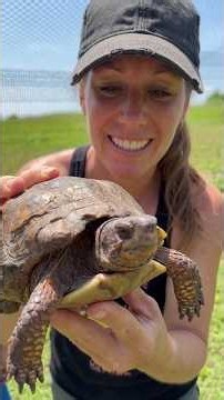This is our New Aviary Turtle