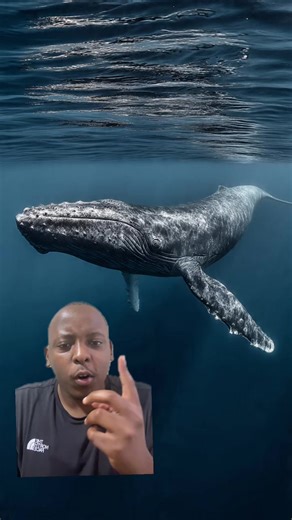 Whales: Understanding Endangered Species and Conservation Efforts