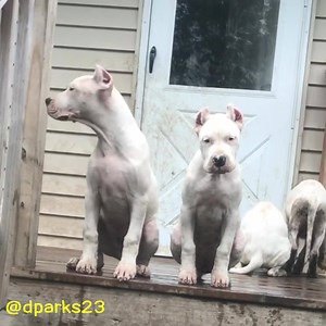 203K views · 2.2K shares | Amazing Working DOGO ARGENTINO Dogs  @dparks23 Facebook Group ➡ Dogs In The World | Dogs In The World | Facebook