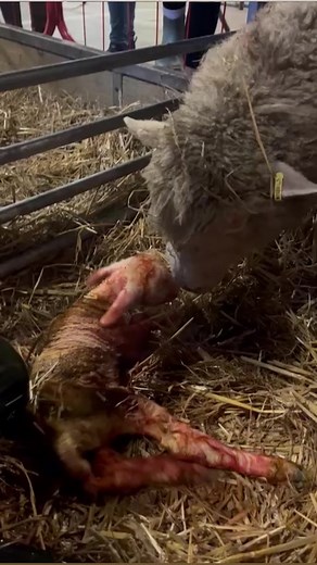 5.4K views · 35 reactions | The lambing barn is getting busy!Still time to join us for some February half term fun & adventure down on ghe farm. As well as our Lambs & Ewe event (sheep-y film, meet the new arrivals, helping Farmer Ray find his lost flock) you’ll find MASSIVE indoor playbarns, acres of outdoor play, large & small animal zones, a meet the machines area and a packed programme of animal talks & interactions… | Lower Drayton Farm | Facebook