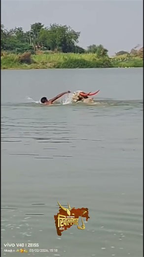 महाराष्ट्राच खिल्लार सोन