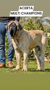 ACERTA Declares 2 MULTI CHAMPIONS Of EGYPT! BAGERA KOROSDOMBI ( MASTIFF ) ZNAJ NASHISH ARGUMENT ( Minature Bullterrier ) | Acerta House Kennel | Facebook