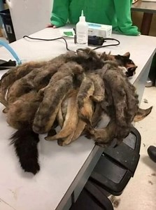 When they discovered this poor creature on the street, they eere shocked. After bringing her to the local rescue they quickly got to work. Her after pictures and transformation are heartbreaking💔 Check comments 👇👇👇 | InStyle Fashion One