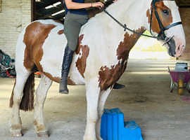 Stunning gelding 15.1