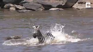 Animalslife86 على TikTok