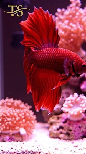 These Rainbow Fish Are Absolutely Stunning #fishcatching #colorfulfish