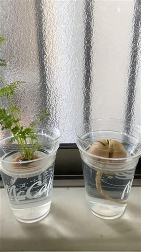 I decided to grow my avocado in water using a McDonald's cup #hydroponics #avocado #homegardening