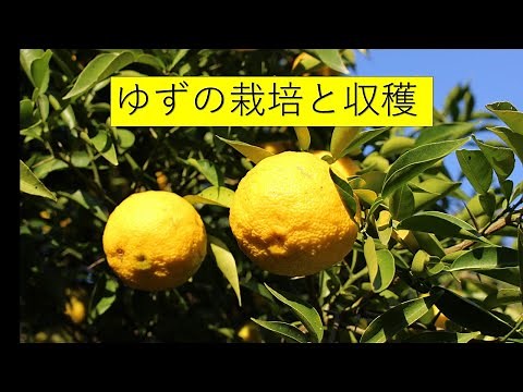 ホンユズ・種無しユズ・トゲ無しユズをつくりました