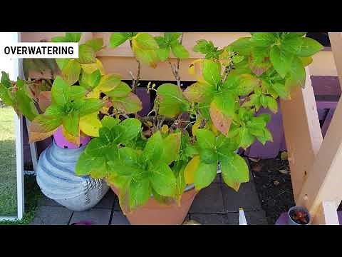 Causes why hydrangea leaves turn yellow