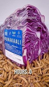 10 000 Mealworms🐛Eating a Red cabbage🥬in Timelapse😂 #food #timelapse #Mealworms | WormLapse