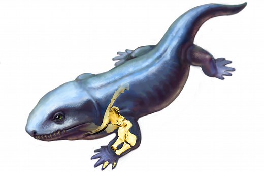 Evolution From Fins to Limbs: How Forelimb Function Changed As Vertebrates Acquired Limbs and Moved Onto Land