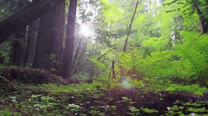 From Extinct to Alive: 5 Species Thought Gone Forever That Were Rediscovered