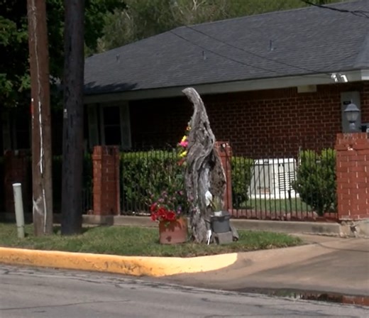 Harlingen mesquite tree shows silhouette of the Virgin Mary