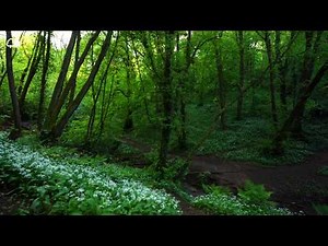 Forest bathing | Immerse yourself in the woods