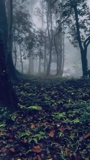 𝗧𝗿𝗮𝘃𝗲𝗹𝗹𝗲𝗿𝘀 𝗦𝗽𝗼𝘁 𝗔𝗱𝘃𝗲𝗻𝘁𝘂𝗿𝗲 | 📍Attappadi, Kerala 🌿... Attappadi, nestled in the serene hills of the Western Ghats, is a tranquil and picturesque region in the Palakkad... | Instagram