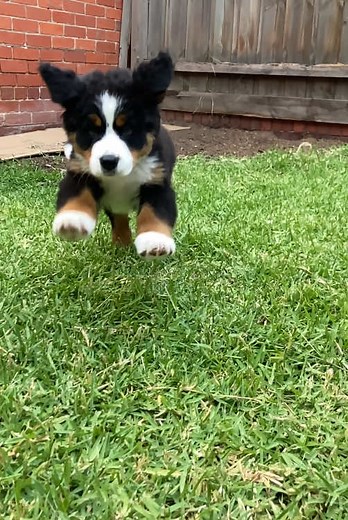 Slow Motion Puppy Run: Bernese Mountain Dog Fun