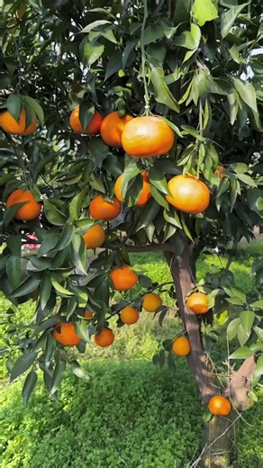 Exploring the Joys of Farm Life and Fresh Fruits