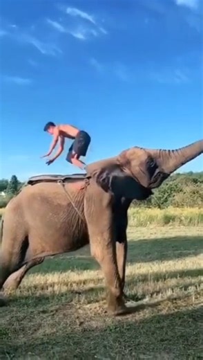 Elephant Jumping Video