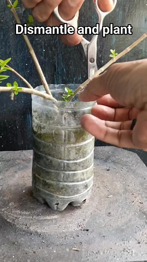 2.9K views · 21 reactions | Dismantle and plant #premna #bonsaitree | Imelda Bonsai | Facebook