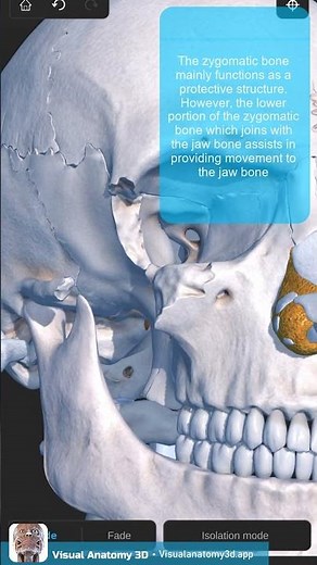 Visual Anatomy 3D - Facts about the Zygomatic bone