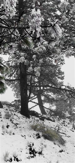 Segunda nevada en el Cofre de Perote