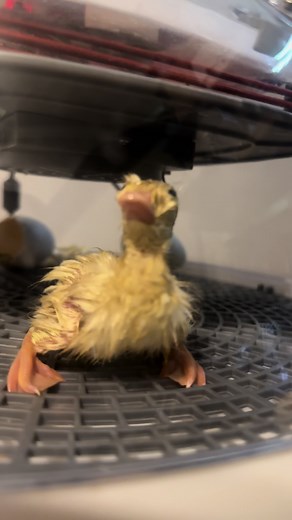 Evanescence Bring Me to Life Clown: Wake Me Up Inside!