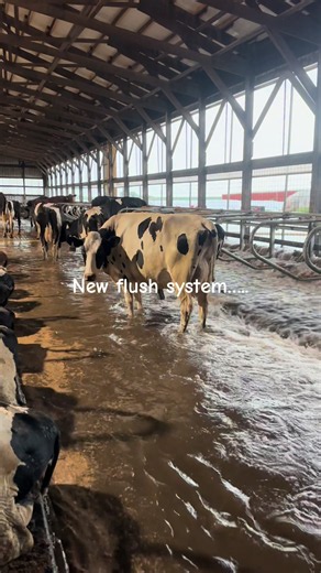 Dairy Barn Drain Design Flaw During Flash Flooding