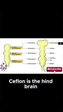 USMLE Step 1 High Yield | First Aid Rapid Review Facts You Must Know