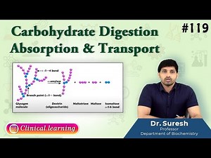 119. Carbohydrate Digestion Absorption & Transport