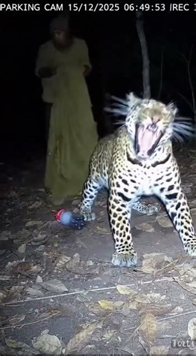 Cameras Trigger When Kito the Bird Caller Enters Room