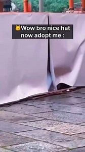 Wow bro nice hat 🤣🤣#cat #catlover #funnyanimals #FunnyCats #funnymoments #petsfunny | Fun With Cats