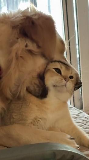 Adorable Moments with Cats and Dogs