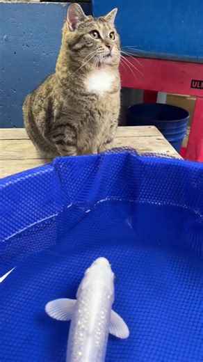 Meet Martha, our koi farm cat 🐱 While we care for your koi during the colder months, she’s always nearby! Follow us for more behind-the-scenes moments, and shop online for your dream koi at kloubeckoi.com #kloubeckoi #koifish #koifarm #koilovers #koipond