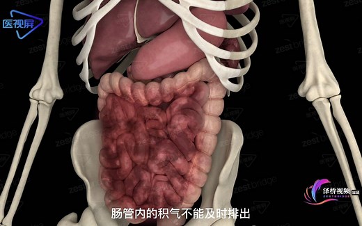 3D演示：肠道蠕动