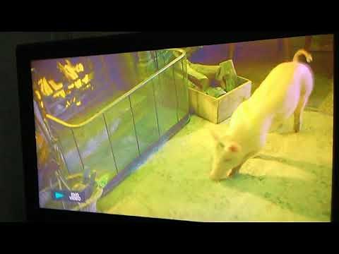 Babe - Duchess the Cat Hisses at Babe (1995)