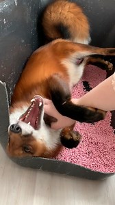 36K views · 1.8K reactions | Naruto the fox | Fox zone USA | Facebook