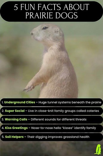 5 Fun Facts About Prairie Dogs #animallovers #wildlife