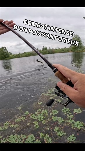 COMBAT INTENSE D’UN POISSON FURIEUX ! C’est encore avec mon chatter Dex 14gr @berkley_europe que ce brochet énervé a mordu. Mon moulinet revo sx @abugarcia_europe a bien sifflé 💪🎣 ➡️ Code promo 💥AMINIAKK💥 sur Leurre de la pêche : 👉 https://bit.ly/3Q6OT7e #fishing #combat #intense #brochet #enerve #fight #jump #pike #water | Aminiakk Fishing
