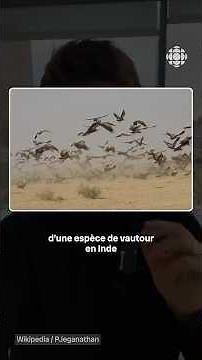 Comment le déclin d’une espèce de vautours a causé 500 000 morts