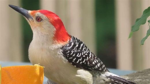 Bird of the Week: The deceiving "red-bellied" woodpecker