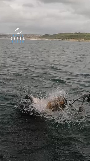 Great White Smashes Through The Surface With Mouth Open | White Shark Ocean
