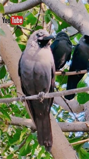 Crow Sounds 🐦‍⬛🥰✨| Crow Sounds For Food 🐦‍⬛🥰✨| Crow Feeding 🐦‍⬛🫓| Feeding Crow 🐦‍⬛🥪| Birds 🐦🌳|