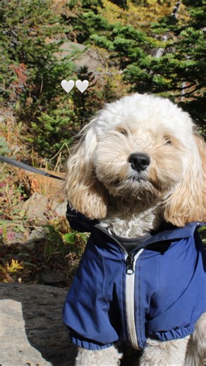Milo ♡ | Miniature male Cockapoo 🐩🤍 on Instagram: "Miss out? Follow @that.dood.milo_ #cockapoo #fyp #dogsofinstagram #poodle #doodle #trending #puppiesofinstagram #trendingaudio #mixedbreed #pawsome #pupfluencer #doodlesofinstagram #reels #contentcreator"