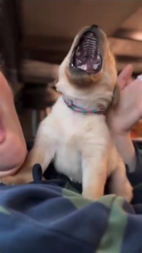 Este bostezo lo dice todo