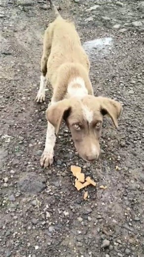 Cute Dog 🐶#dog #shortvideo #puppy #love