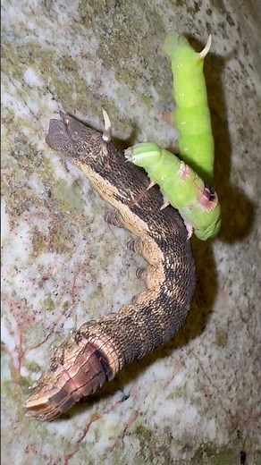 TWO COLOR FORMS - ALOPE SPHINX MOTH CATERPILLARS #shorts
