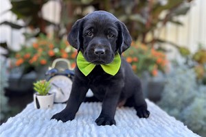 Marty - Labrador Retriever Puppy ABDBD2