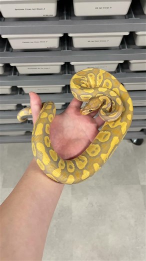 Caramel Glow het Clown Pied ♂ #爬虫類 #ボールパイソン #ballpython #reptiles #snake #python #animals