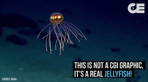 649K views · 6.7K reactions | This is not CGI graphics.. it's a real living creature in the deep ocean. What else are we going on find on earth?! | Collective Evolution | Facebook