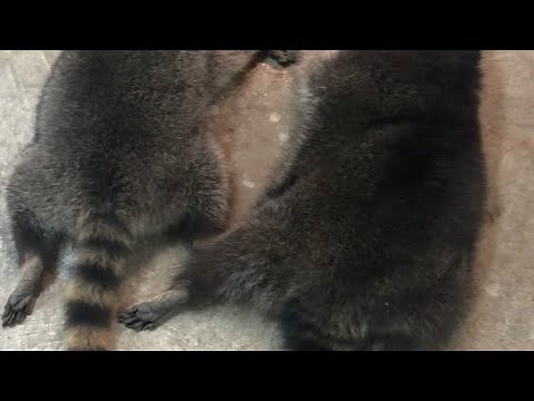 How to skin a raccoon for fur